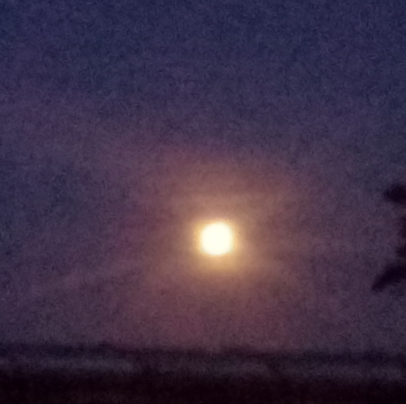 Meet your Posher, Alisha - Picture 2 of 2